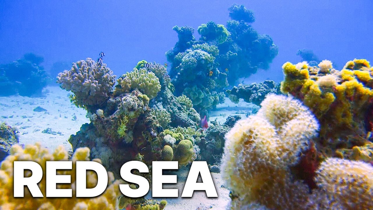 Red Sea | Underwater Landscapes