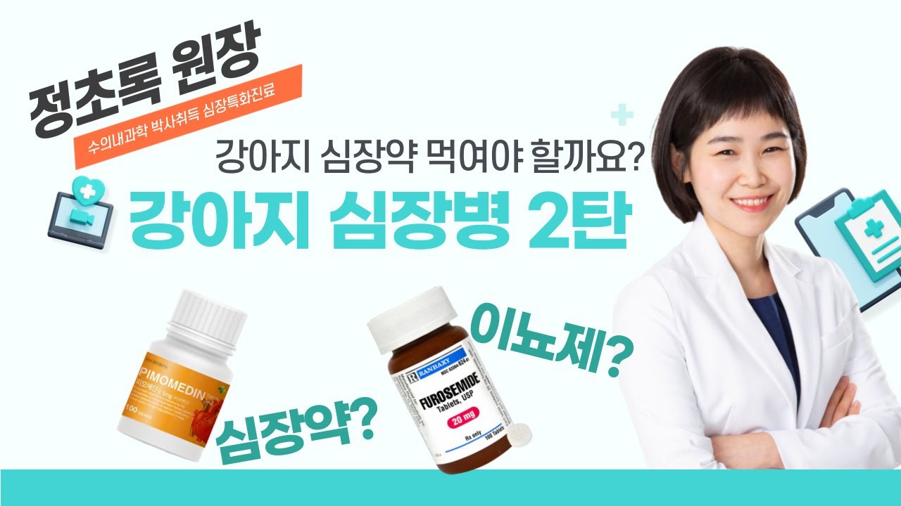 강아지 심장약 꼭 먹여야 하나요? 이뇨제는 안전할까?  #강아지심장병