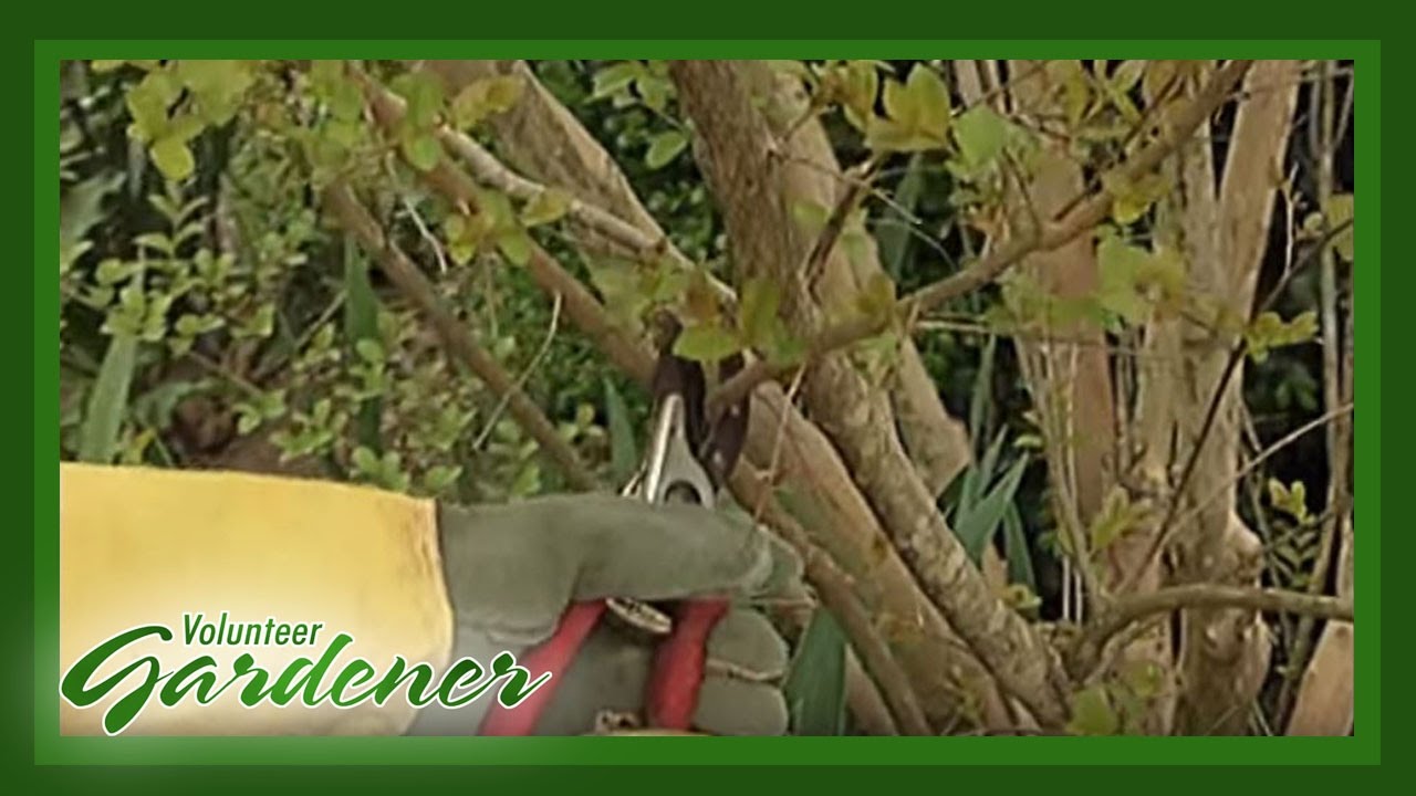 Pruning Crape Myrtles | Volunteer Gardener
