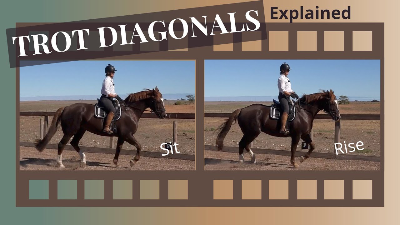 Rising Trot - Posting Trot - How To Find Your Diagonals