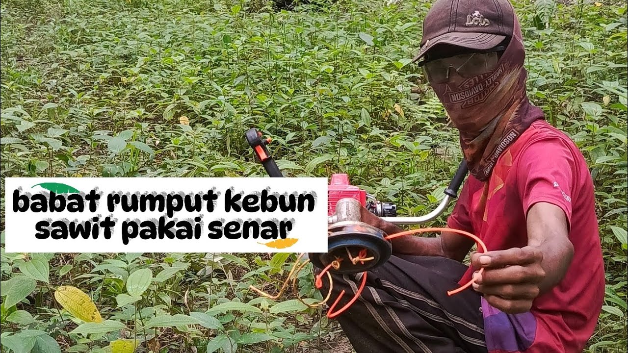 Babat rumput kebun sawit pakai senar #grasscutter #mesinrumput #automobile 