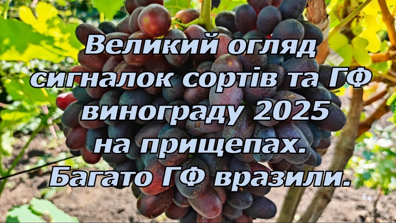 Огляд прищеп 2025