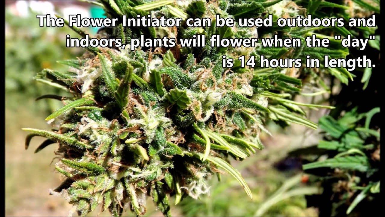 An Outdoor Flower Initiator Redux