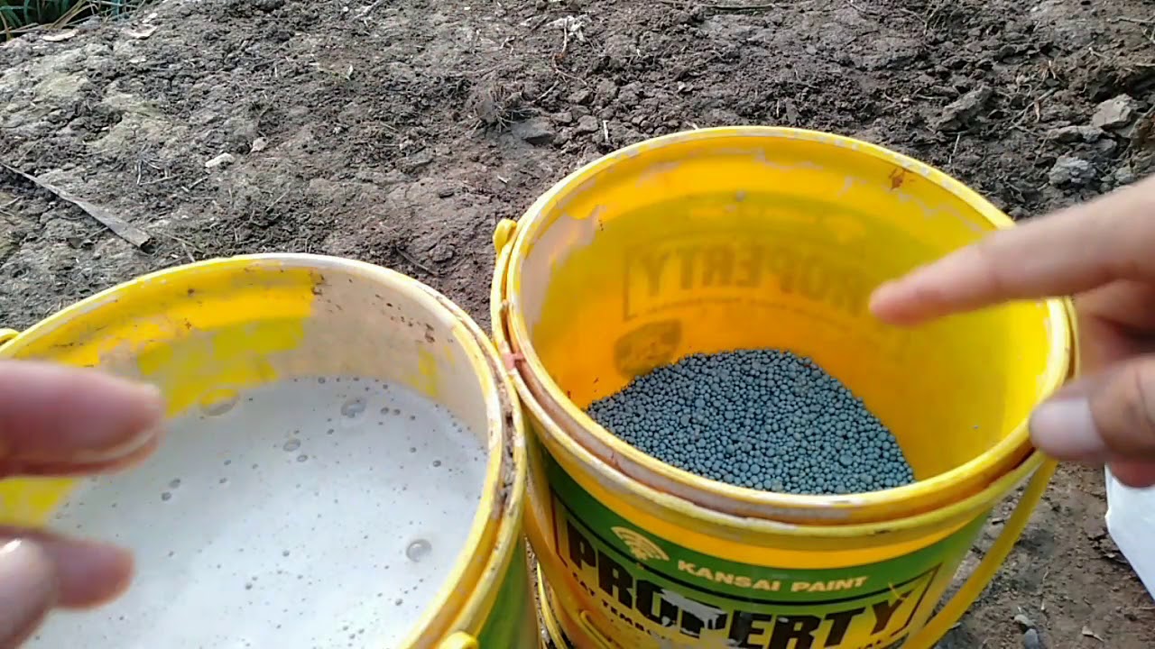 TOMAT SERVO (8) PEMUPUKAN PERTAMA UMUR 7 HARI