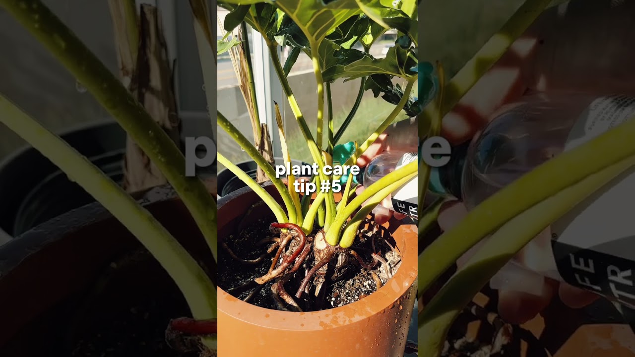 Be Sure to Water All Around the Pot When Watering Your Plants