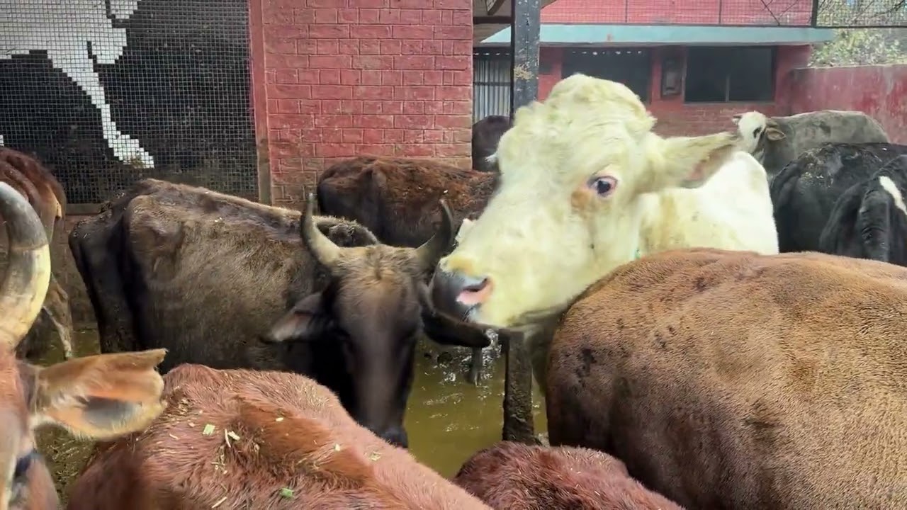 Day 49 | 90 Days Gau Shala Visit Challenge 🐄🙏| केवल 5 सेकंड की गौ सेवा 🐄🙏| देश बदलने की शक्ति |