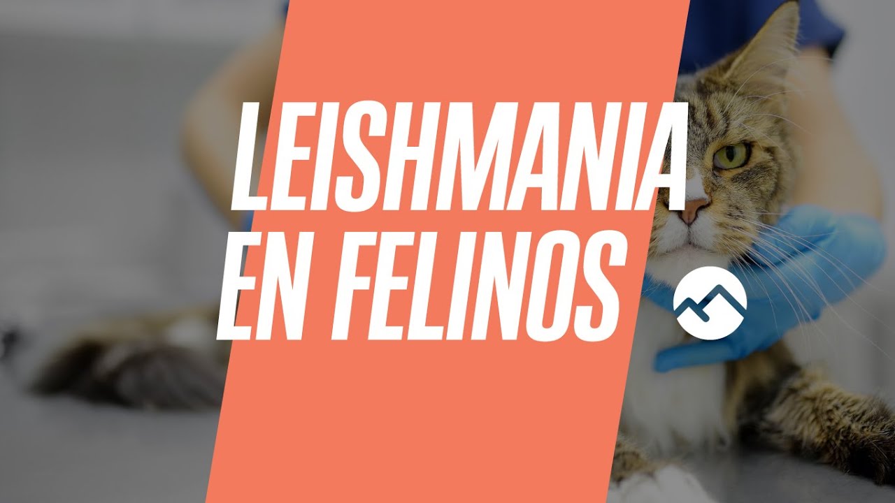 Webinar: Leishmania en felinos, ¿la estamos infra-diagnosticando?