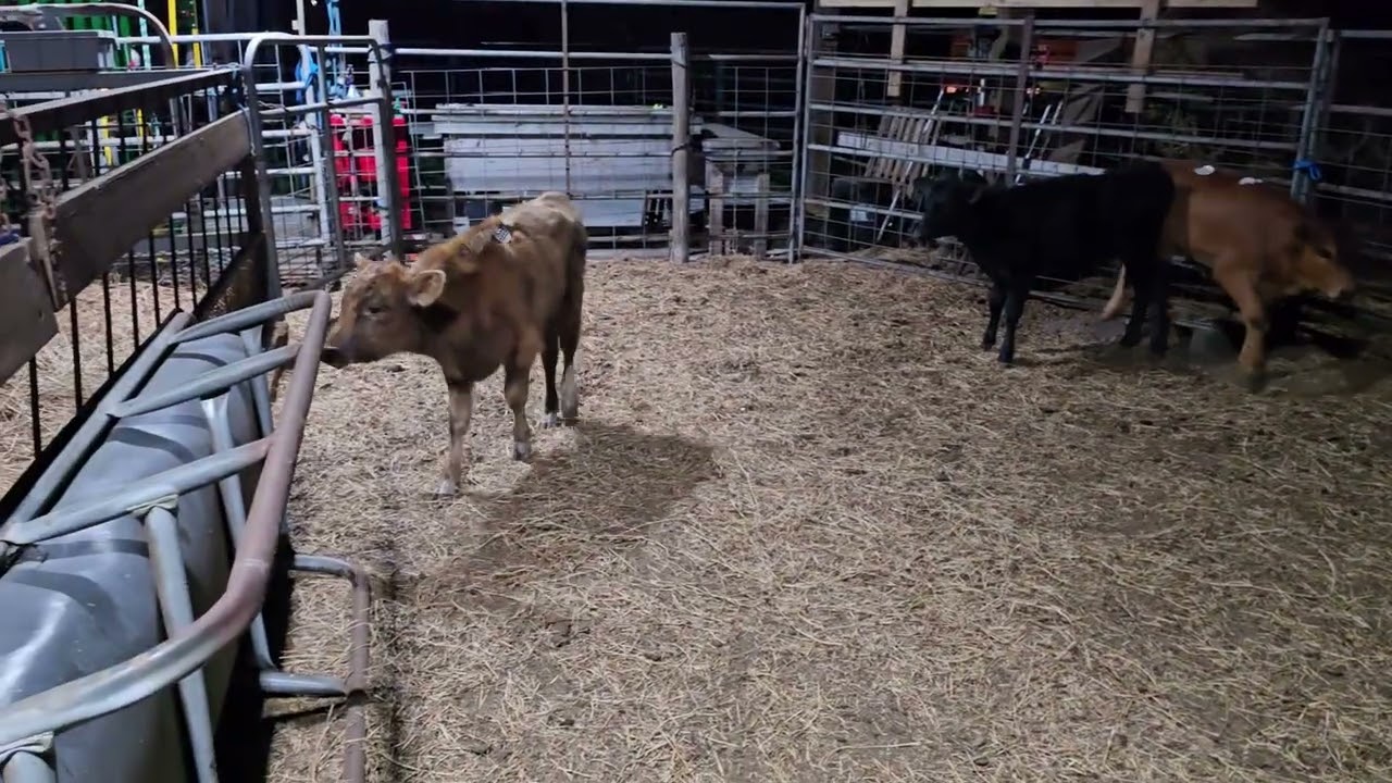 CATTLE/ 4 Feeder Beef Calves 3-3-26 (#625)