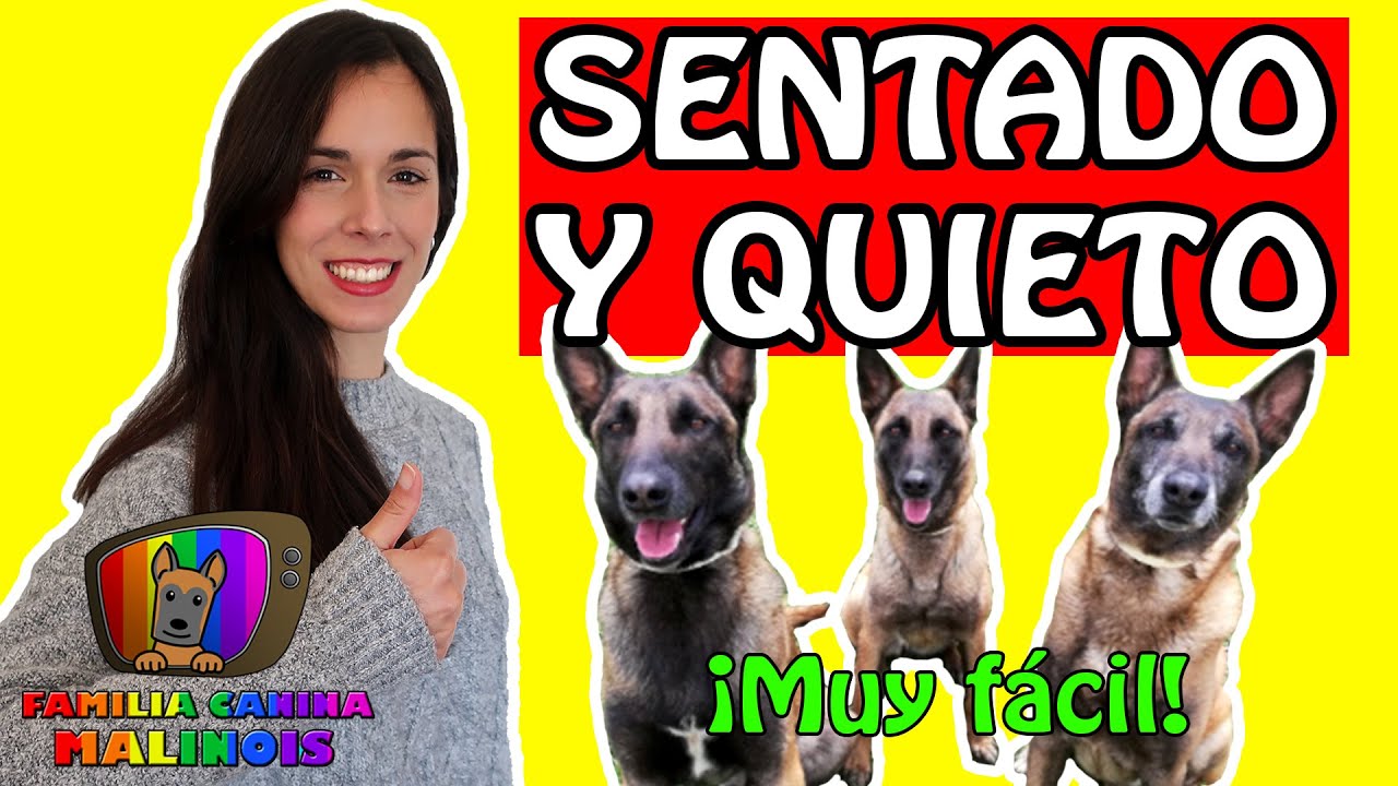 CÓMO ENSEÑAR a un PERRO a SENTARSE y ESTAR QUIETO | Adiestramiento Canino en Obediencia