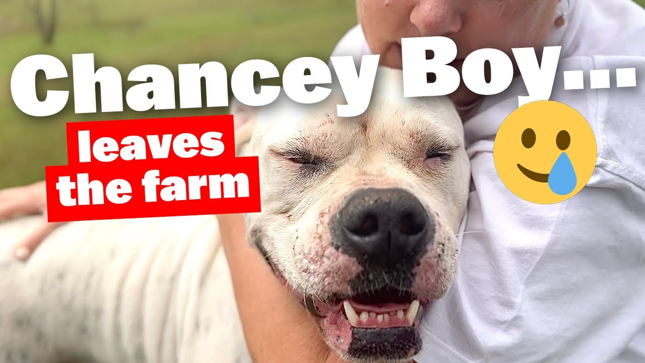 Chancey Boy Leaves the Farm