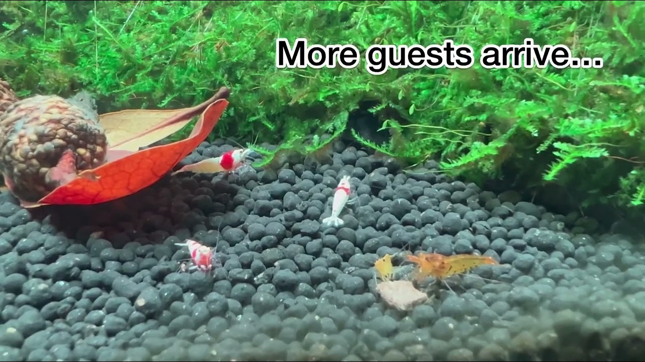 Day 16 - Fancy Tiger Shrimp Project