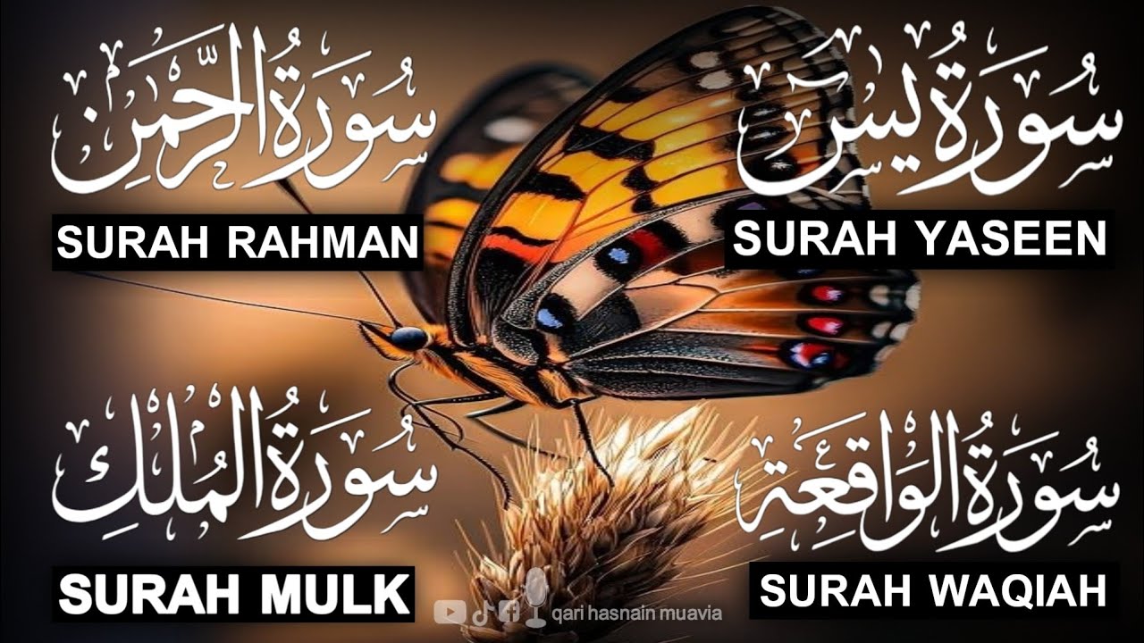 Surah Yasin ❤️ Surah Rahman , Surah Waqiah , Surah Mulk | Ep 319,یس 