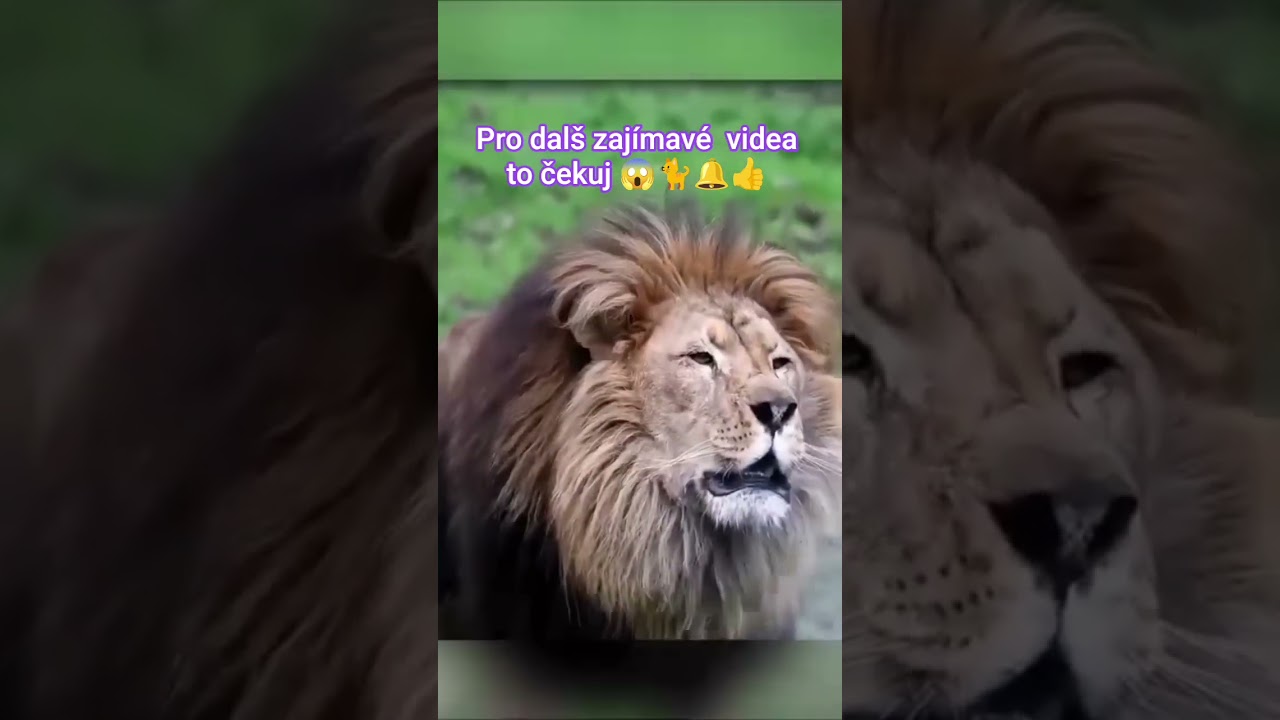 lv&iacute; řev jak to tedy je🤔🤔😱..🐈🔔👍