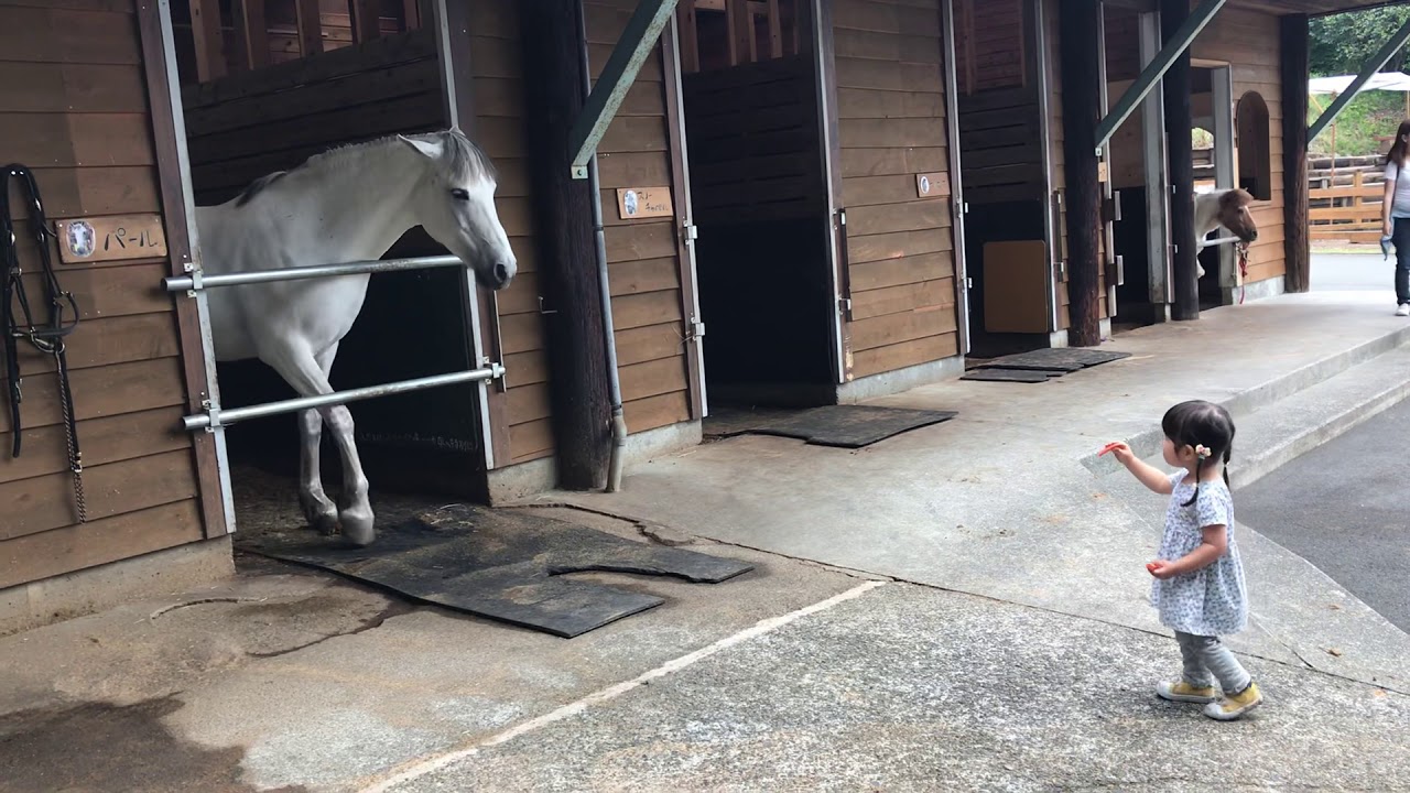 榛那、まかいの牧場で馬に人参あげる2019.6.5