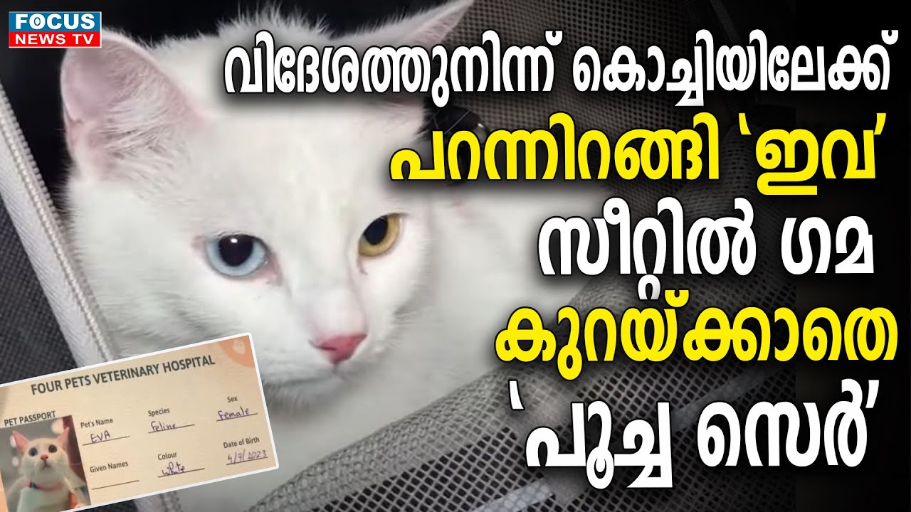 വിദേശത്തുനിന്ന് കൊച്ചിയിലേക്ക് പറന്നിറങ്ങി 'ഇവ'; സീറ്റിൽ ഗമ കുറയ്ക്കാതെ 'പൂച്ച സെർ'
