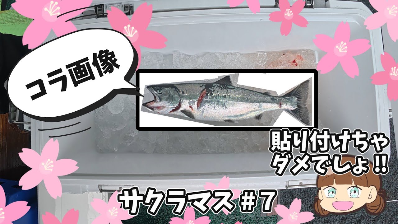【サクラマス #7】新タックルで気合いを入れて１年ぶりのサクラマス、必殺技が炸裂するのか！？最後は当然、勝者のカップラで〆でしょ！！【青森釣り　野牛漁港】