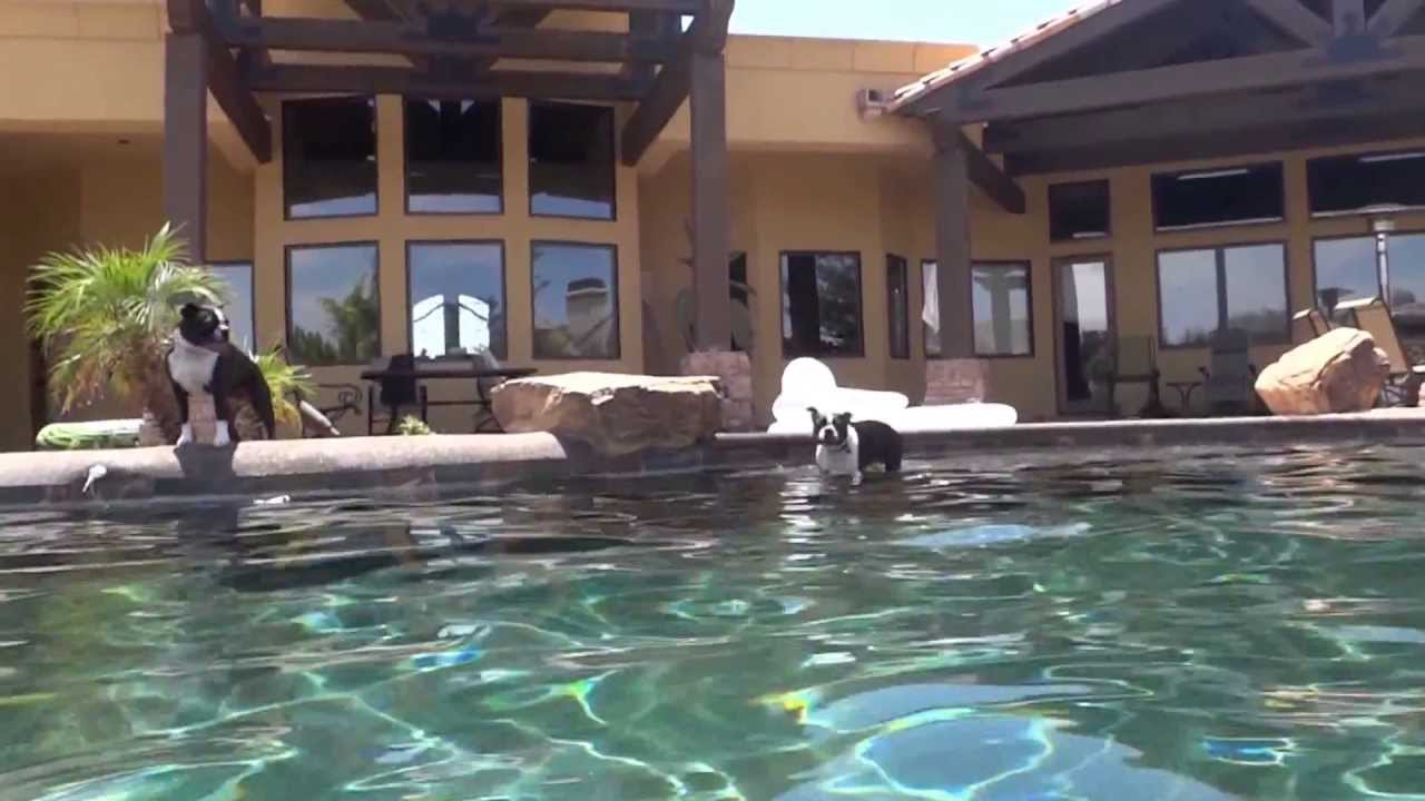 Boston Terrier Seals Swimming in Pool and off WaterFall. aka Michael Phelps