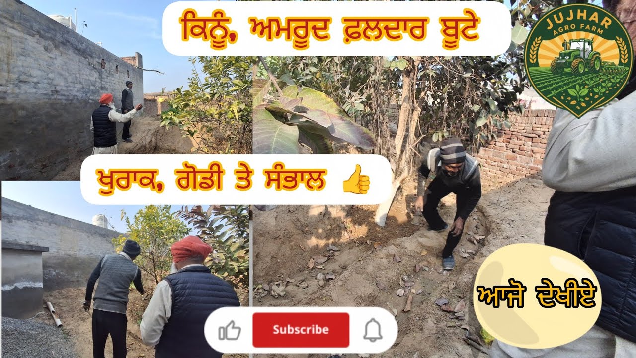 ਤੁਹਾਡੇ ਵੀ ਕਿਨੂੰ,ਅਮਰੂਦ ਘੱਟ ਤਾਂ ਨੀ ਲਗਦੇ ਤਾਂ ਦੇਖੋ ਵੀਡੀਓ👍#viral #farming #vlogs #march #beetroot #plants