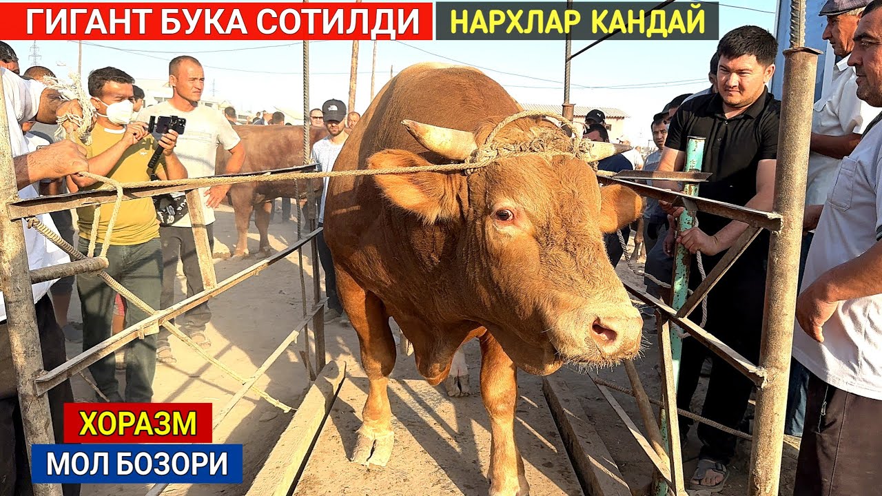 ХОРАЗМ МОЛ БОЗОРИ ГИГАНТ БУКА СОТИЛДИ НАРХЛАР КАНДАЙ БУ́ЛЯПТИ 28-ИЮЛ 2024г ХОРАЗМ БОЗОР
