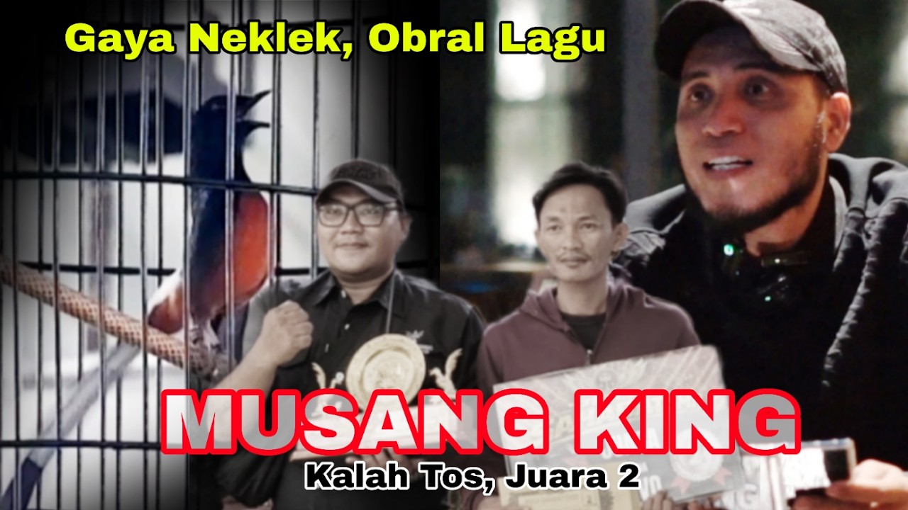 Gaya Neklek, Lagunya Muntah-Muntah !! Musang King Nyaris Juara 1 !! Sahabat SMR