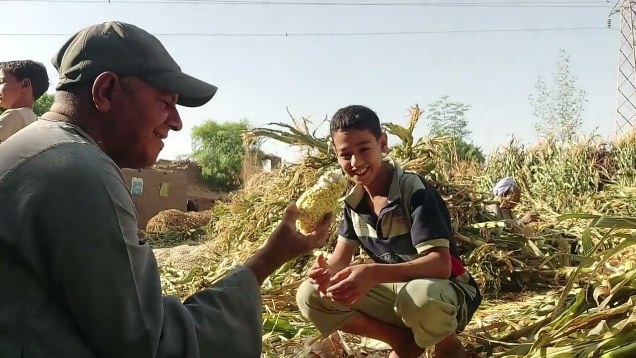 تقشير الذرة الشامية يدويا