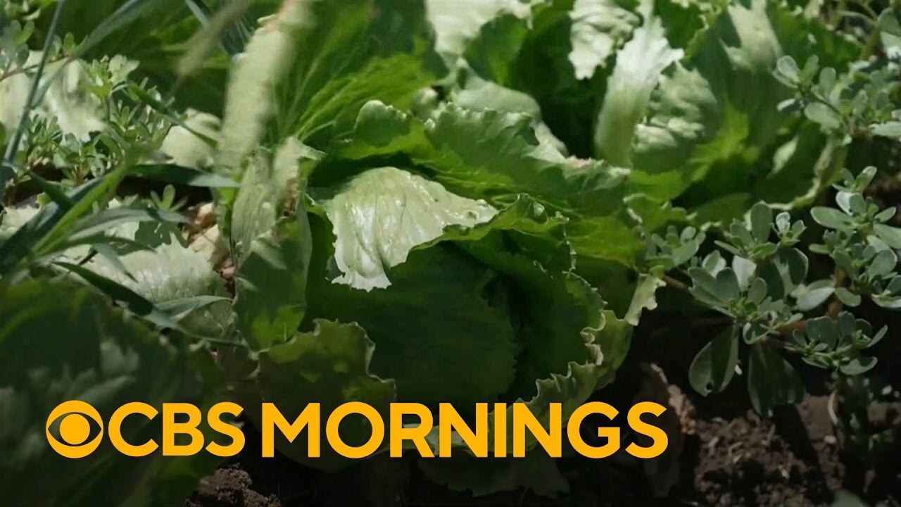 Heightened scrutiny over food safety amid cyclospora outbreak
