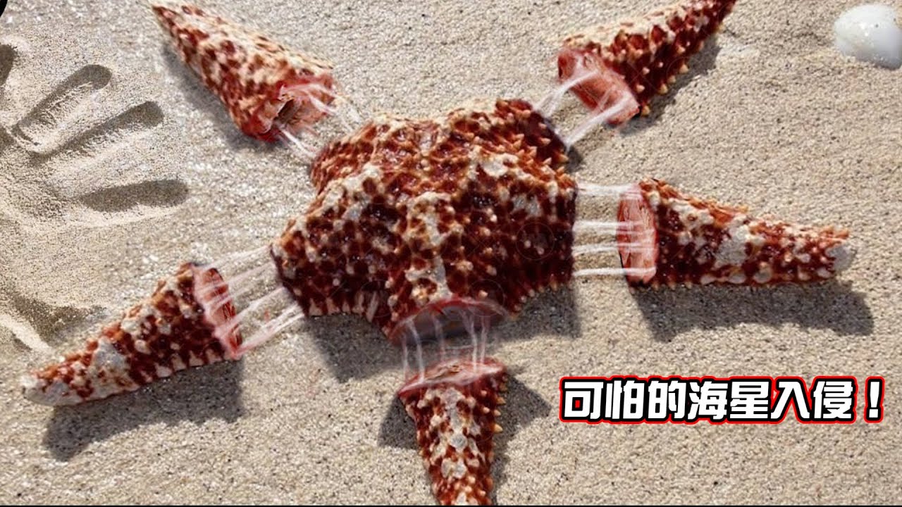 把海星的四肢肢解了會怎樣？可怕的一幕出現了！真實的海星顛覆你的想像