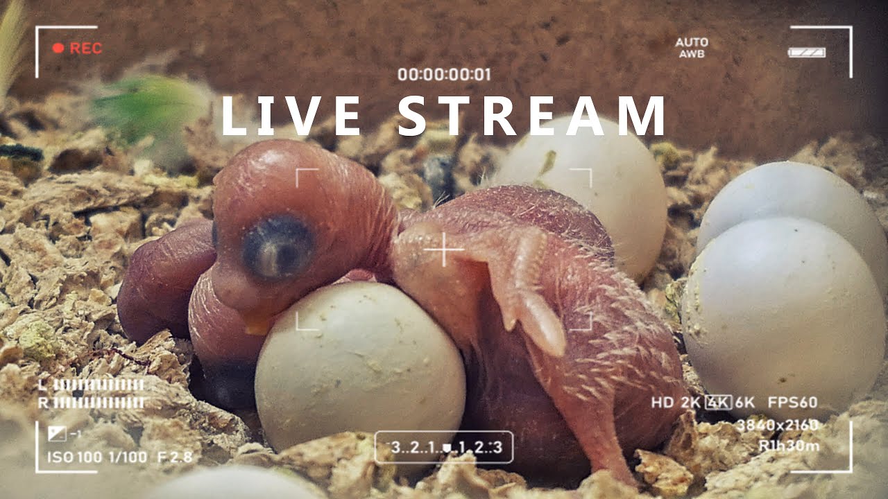11 hour Video🐤 3 Baby birds inside Nest  🔴 LIVE STREAM