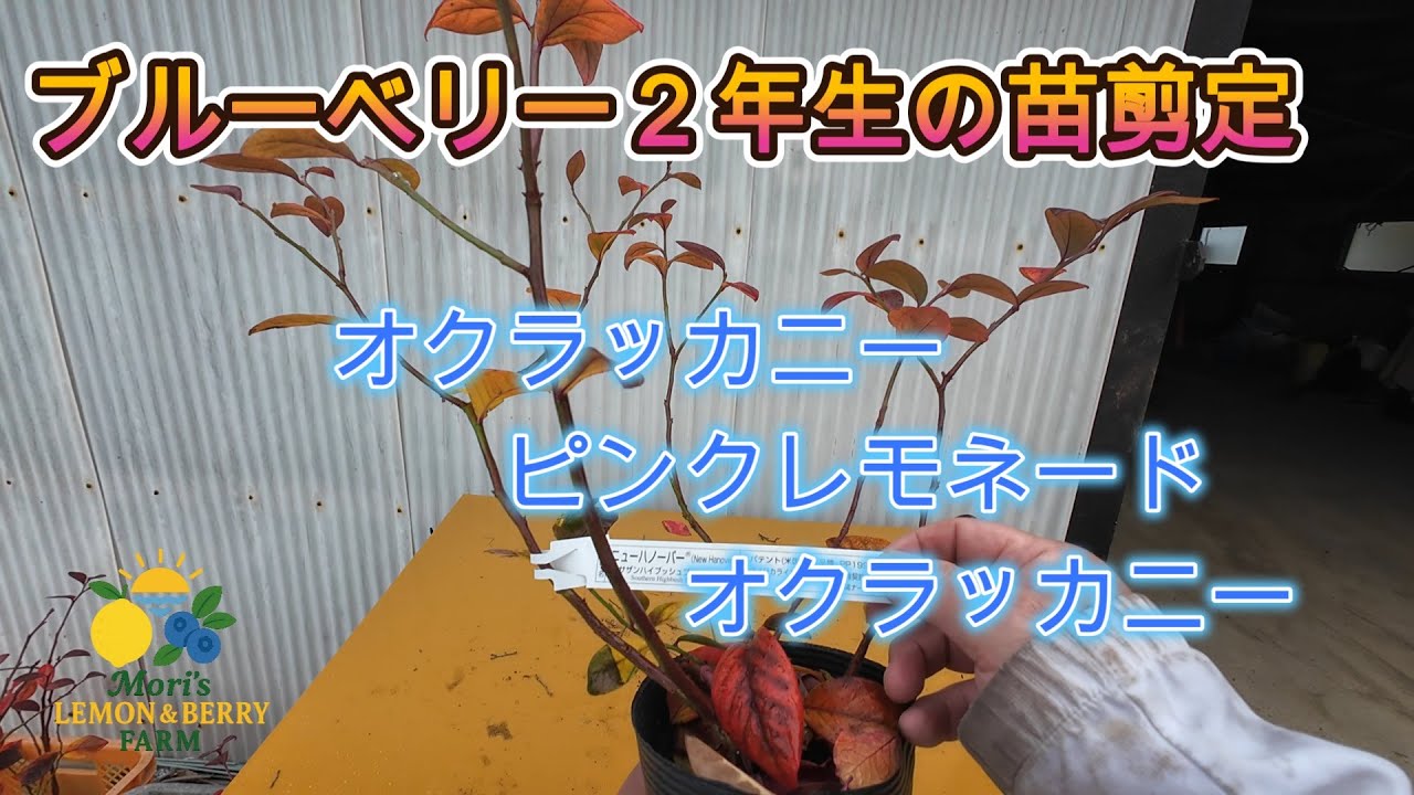 ブルーベリー２年生の苗の剪定をした