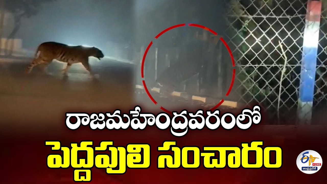 రాజమహేంద్రవరంలో పెద్దపులి సంచారం కలకలం | Tiger Movement Sparks Fear in Rajamahendravaram :🔴LIVE