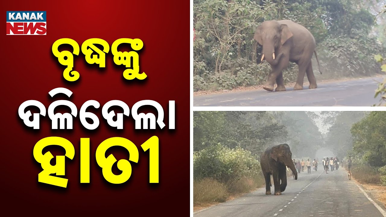 Elephant Attack Claims One Life in Balasore | Villages in Panic