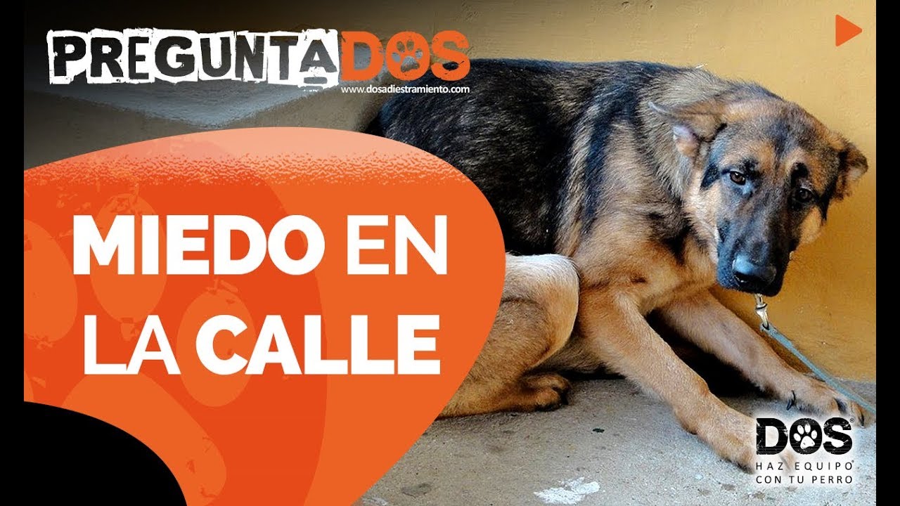 PERROS con MIEDO en la calle - Prevención y Tratamiento