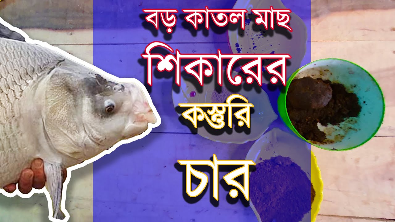 বড় কাতলা মাছ শিকারের কস্তুরি চার বানানোর কৌশল ও পদ্ধতি Amazing Catla Fishing Kosturi Char Video
