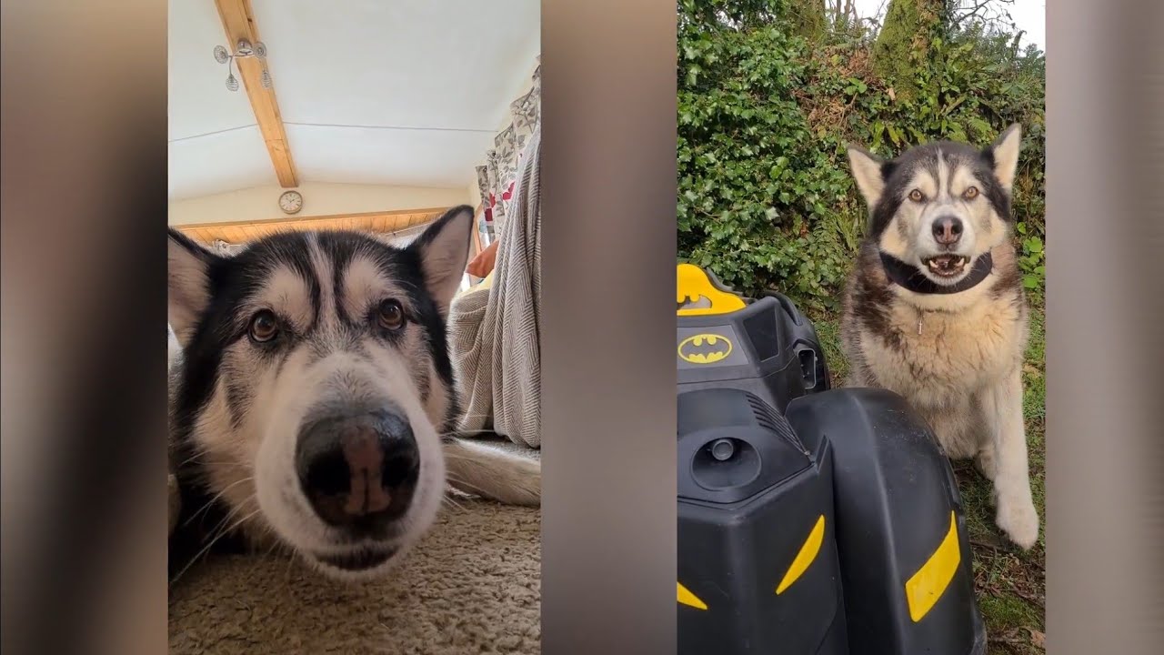 Husky Calls a Friend after making a Huge Mistake!