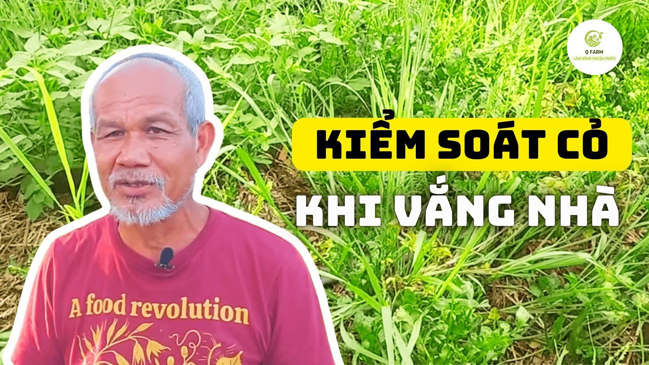 🌱 Bí Quyết Giữ Vườn Ít Cỏ Dại Khi Vắng Nhà – Jon Jandai Chia Sẻ