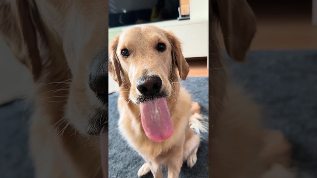 개가 뭐 먹는 영상 근데 이제 엄마의 목소리와 생활소음을 곁들인 #goldenretriever #강아지먹방 #강아지먹방asmr 