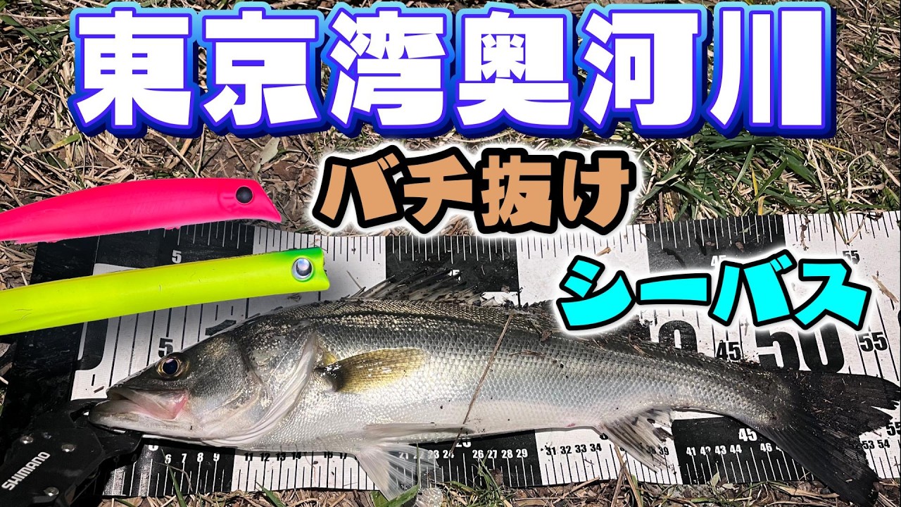 【シーバス】久しぶりのバチ抜けシーバスは楽しい釣行となりましたとさ！【東京湾奥】