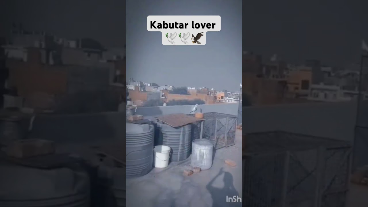 hamza the kabuter lover