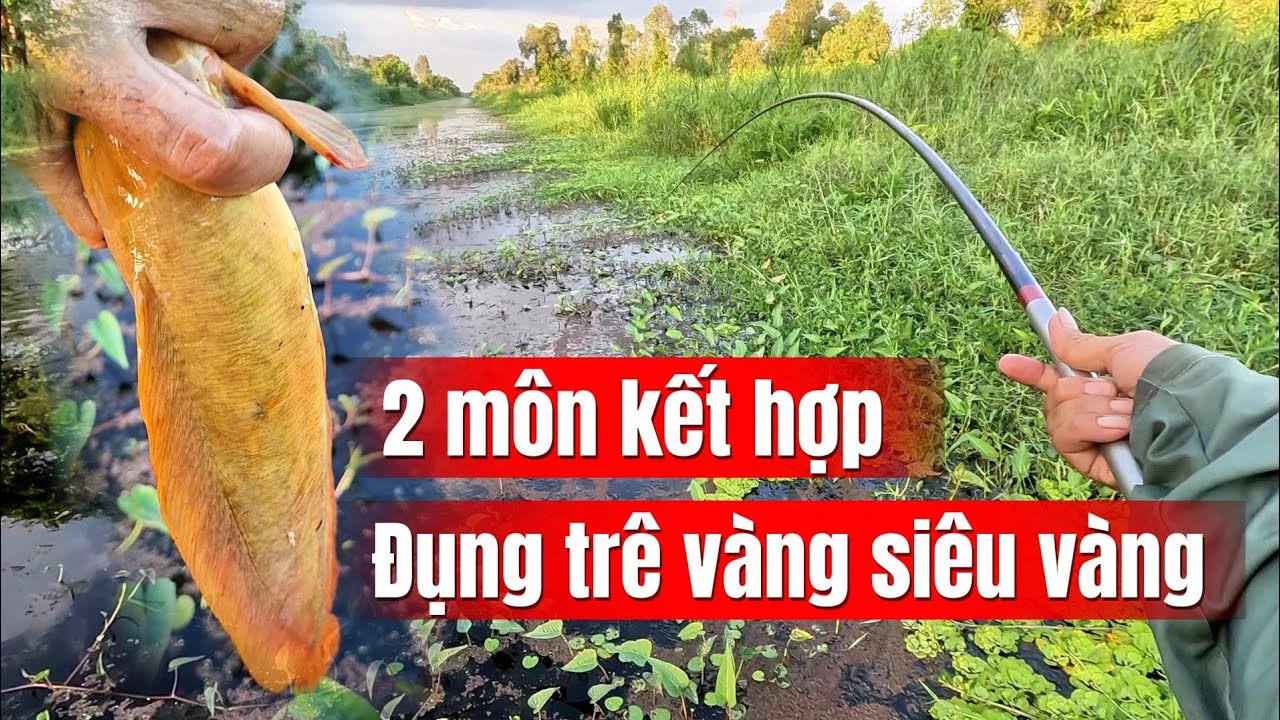 Câu cá trê vàng rừng U Minh Thượng (tập 228)#huukhuynhkiengiang