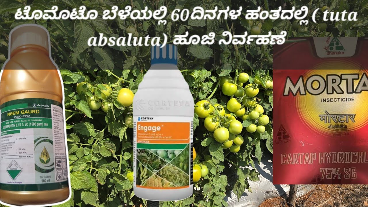 ಟೊಮೊಟೊ ಬೆಳೆಯಲ್ಲಿ (tuta absaluta)ಕಾಯಿ ಹಂತದಲ್ಲಿ .|| farmer Puneeth||