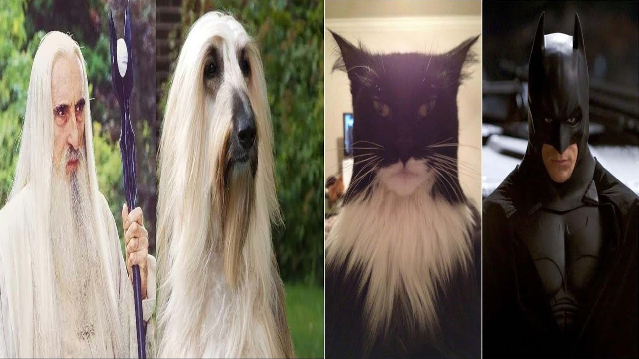 16 animals that look like famous fictional characters #lookalikes #celebrity #fictionalcharacters