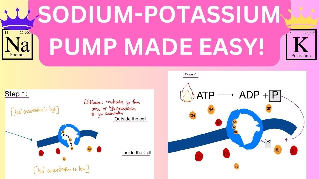 Physiology: Sodium Potassium Pump (STEP BY STEP) (MADE EASY!)