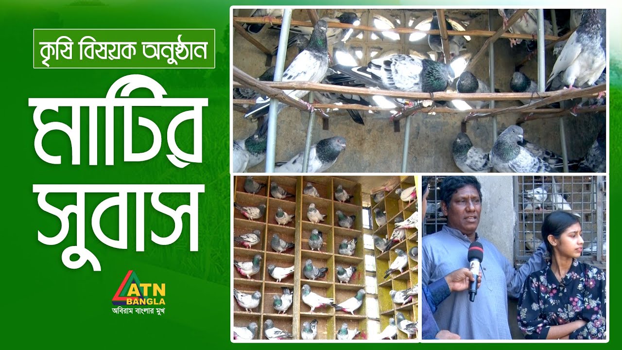 কবুতর পালন করে কিভাবে লাভবান হলেন রবিন | মাটির সুবাস | Matir Subas | ATN Bangla