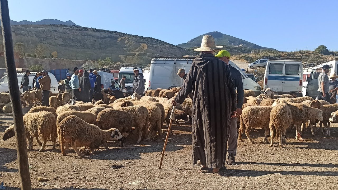 جولة خفيفة في سوق الخميس أنجرة الخير مجود سوق صباح غزاال والكسيبة موجودة
