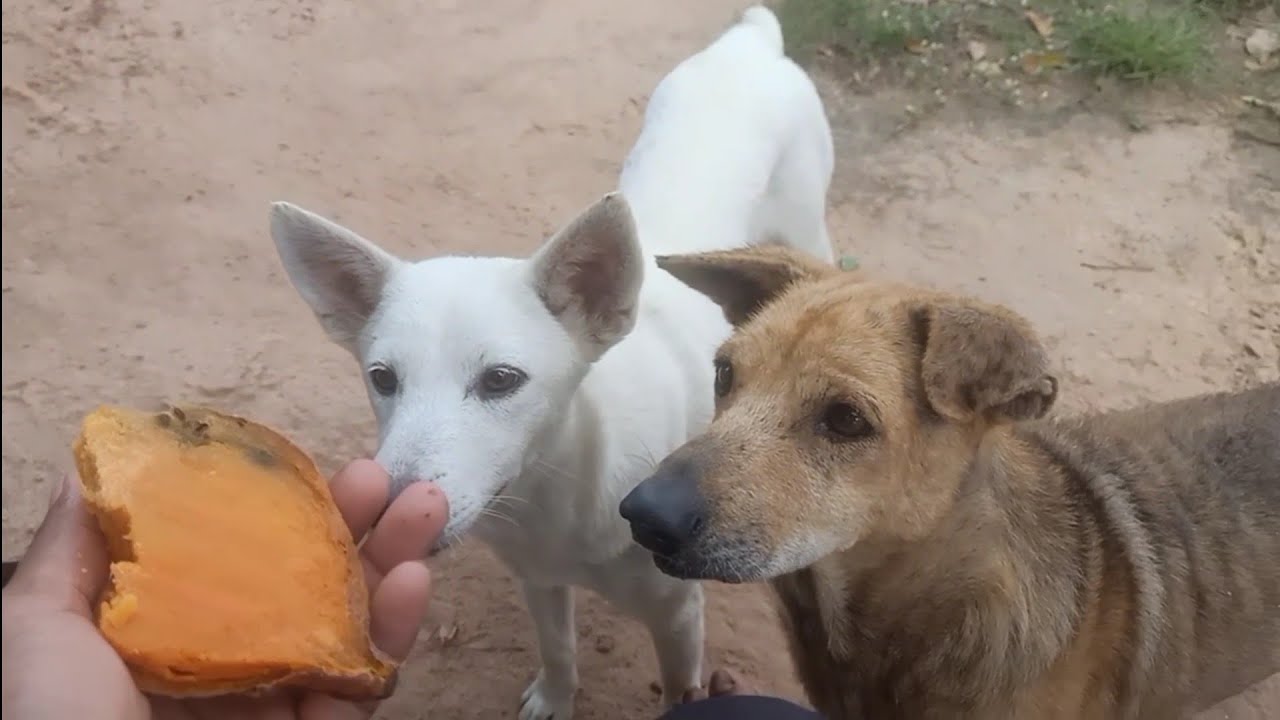 I'd like to eat potatoes, whatever you have 