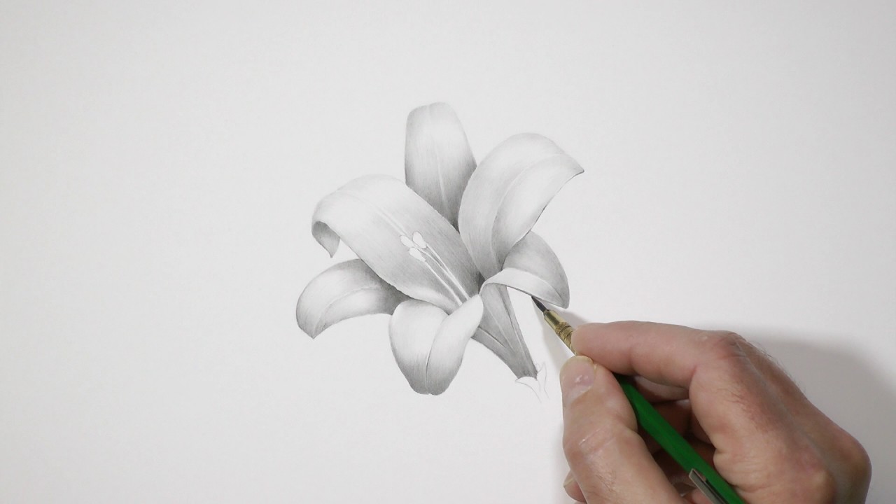 Shade and Blend a Lily