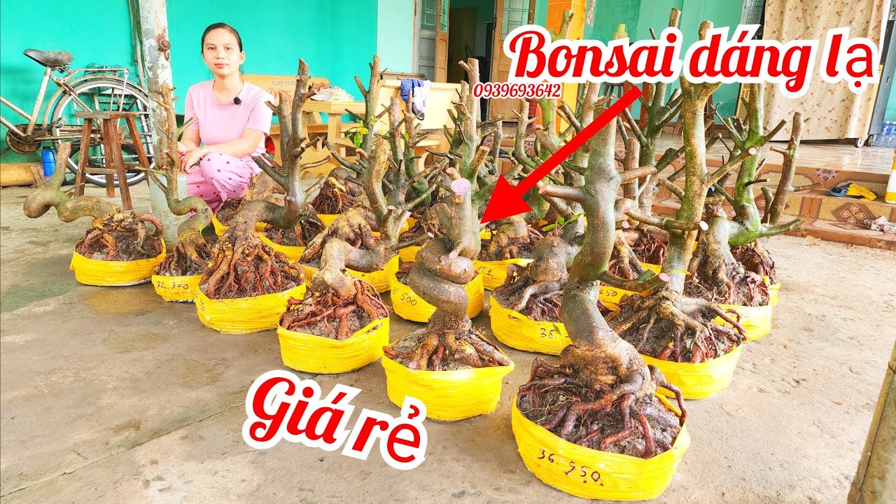 28/1 chị Nhí 0939693642 phôi mai bonsai hoành to dáng quái đế đẹp giá rẻ |MaivàngThanhTâm