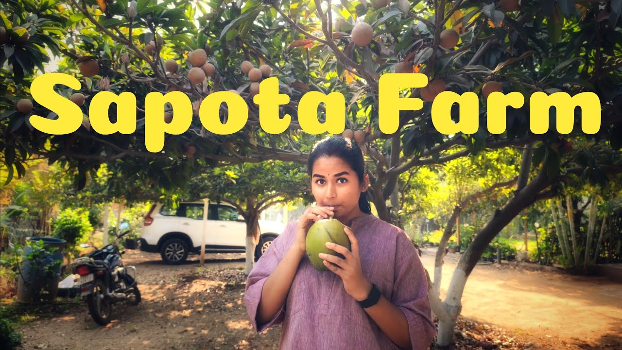 A trip to Sapota Farm | Organic Farm | Farm Life | Vaaradhi Farms | Nethra 