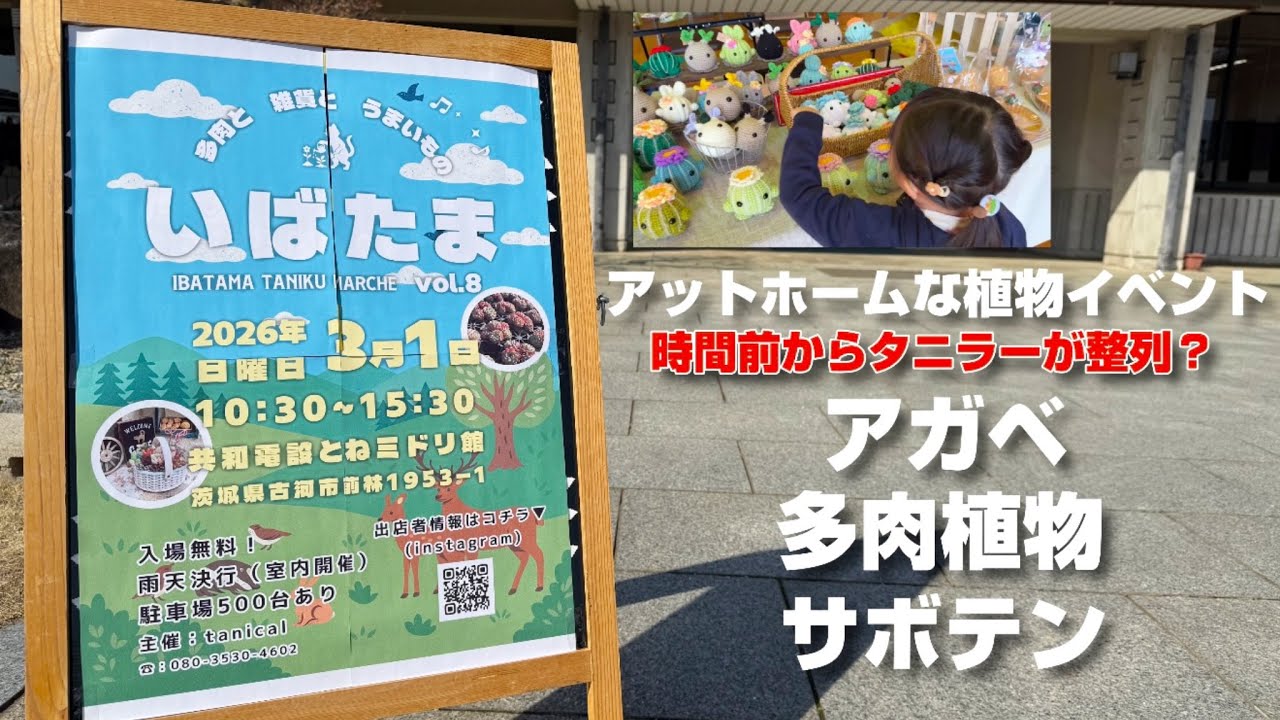 【いばたま】【多肉植物】春を待つタニラーが集まる場所！【アガベ】サボテンもイベントを支えました！