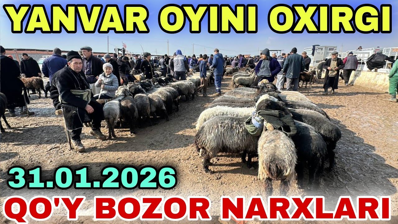 QO'Y QO'ZI QO'CHQOR NARXLARI SURXONDARYO MUZRABOT ZANG MOLBOZORI 